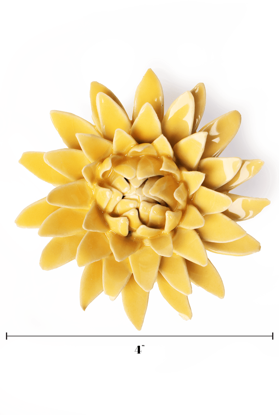 English Garden Burnt Yellow Strawflower - Chive UK