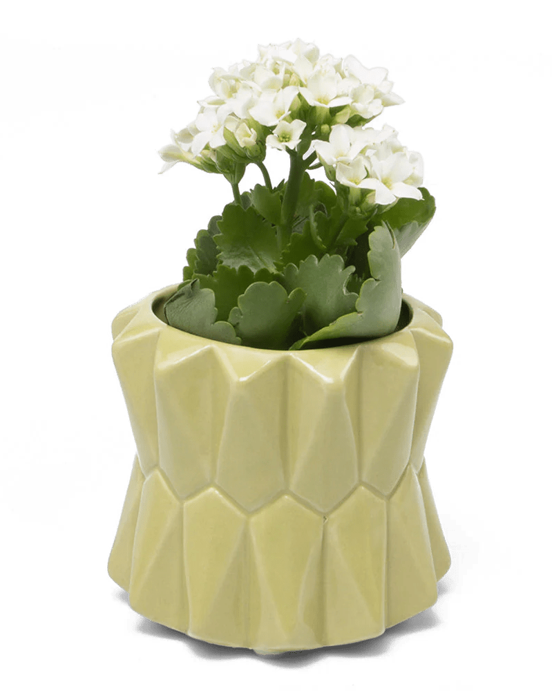 Fang Ceramic Modern Planter For Succulents - Chive UK