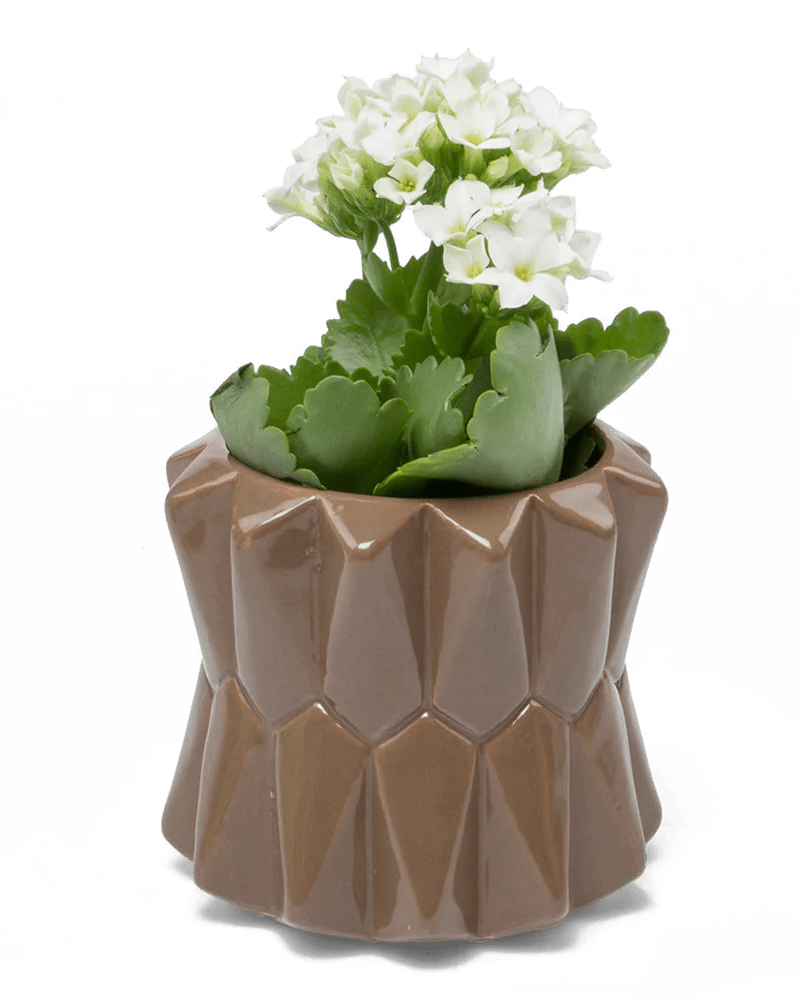 Fang Ceramic Modern Planter For Succulents - Chive UK