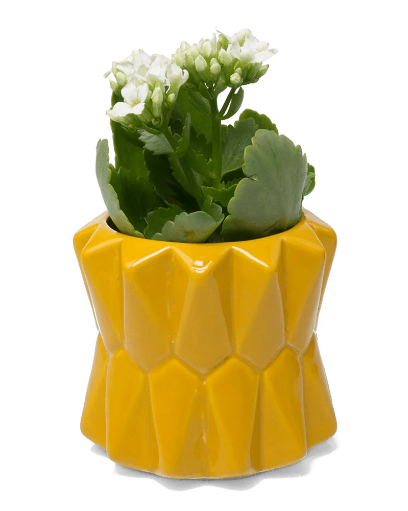 Fang Ceramic Modern Planter For Succulents - Chive UK