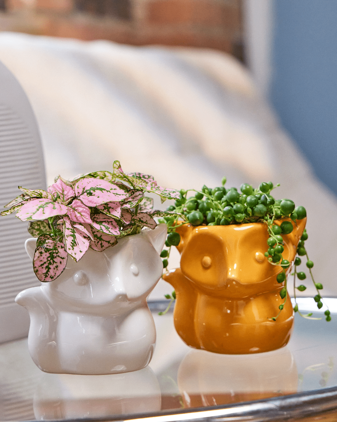 Fox Ceramic Indoor Plant Pot For Succulents - Chive UK