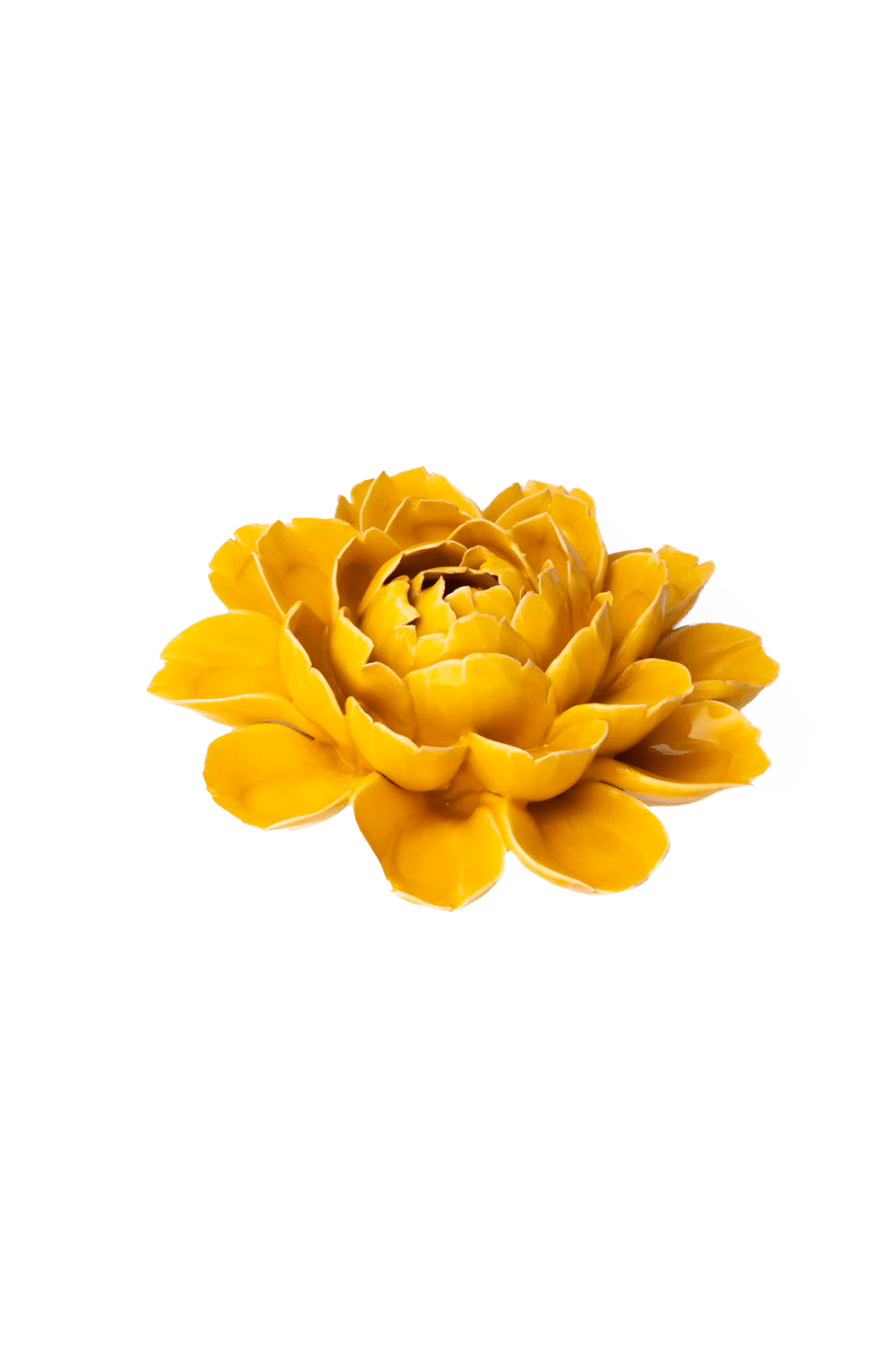 Burnt Yellow Empire Cabbage Flower - Chive UK