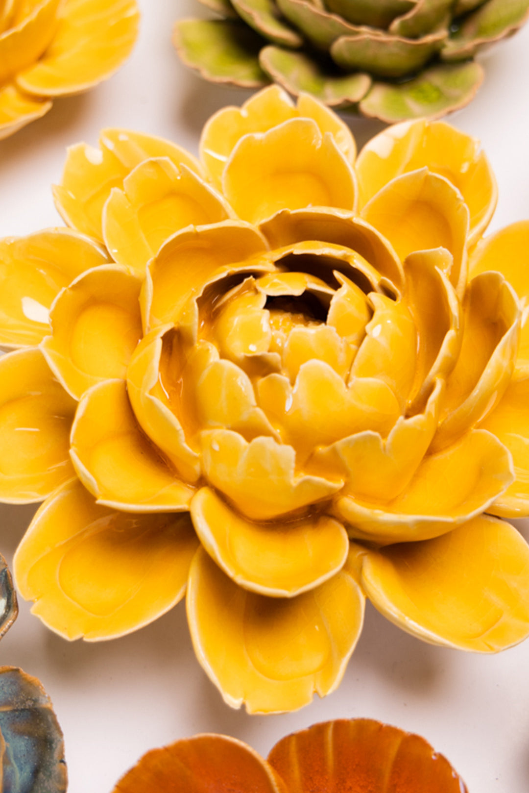 Burnt Yellow Empire Cabbage Flower - Chive UK