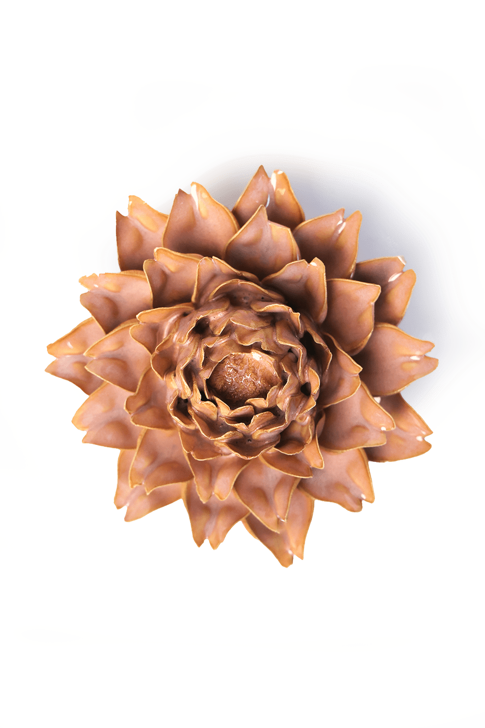 Rose Pink King Protea - Chive UK