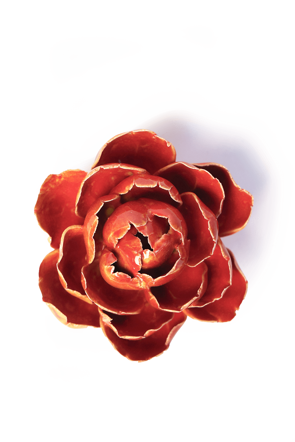 Orange Yellow Gay Paree Peony - Chive UK