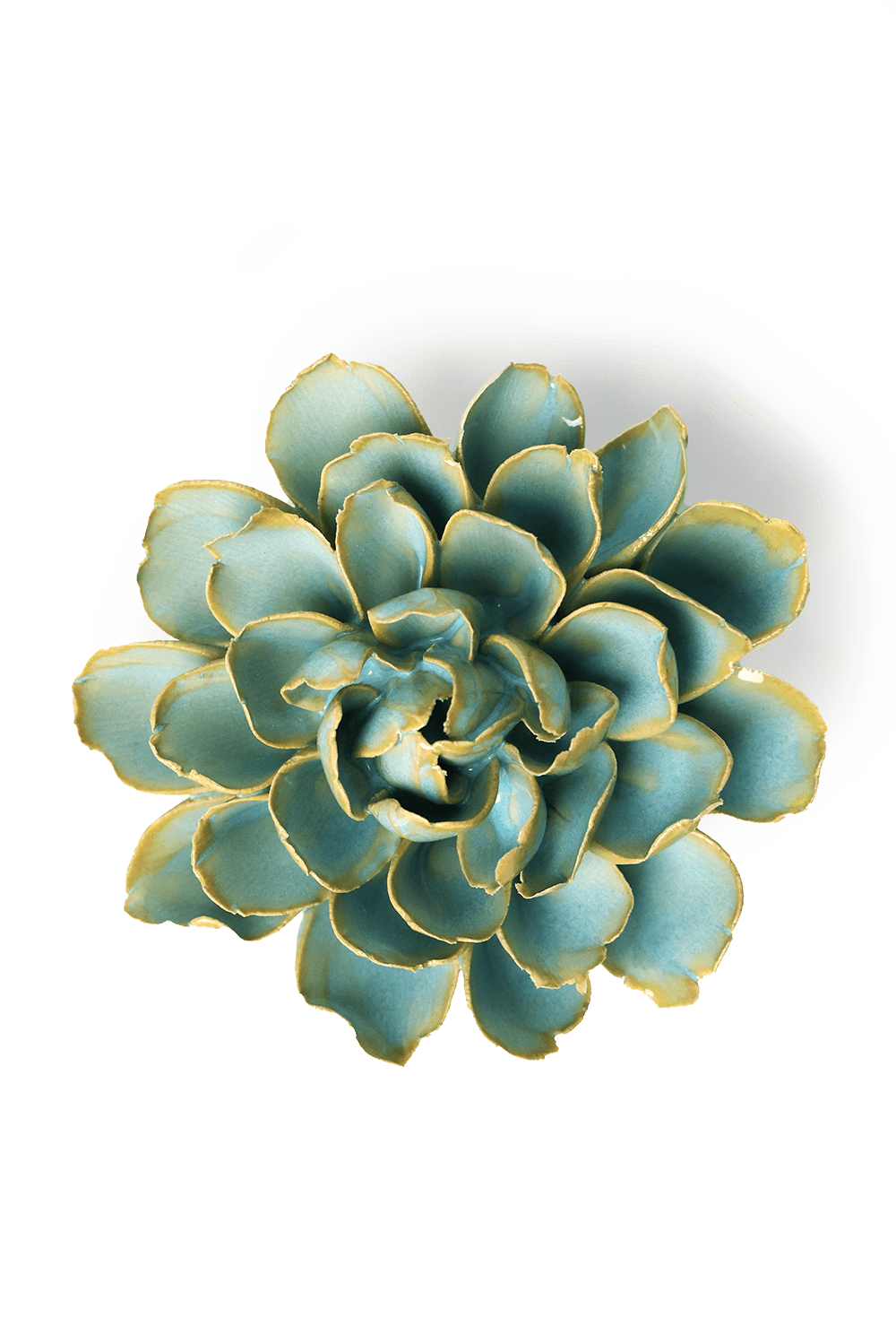 Robin's Egg Blue French Marigold - Chive UK