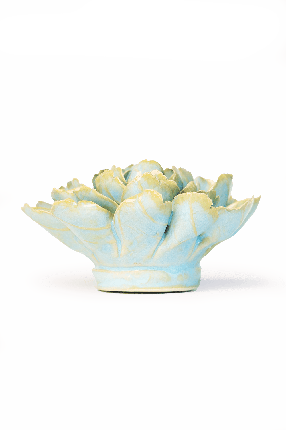 Robin's Egg Blue French Marigold - Chive UK