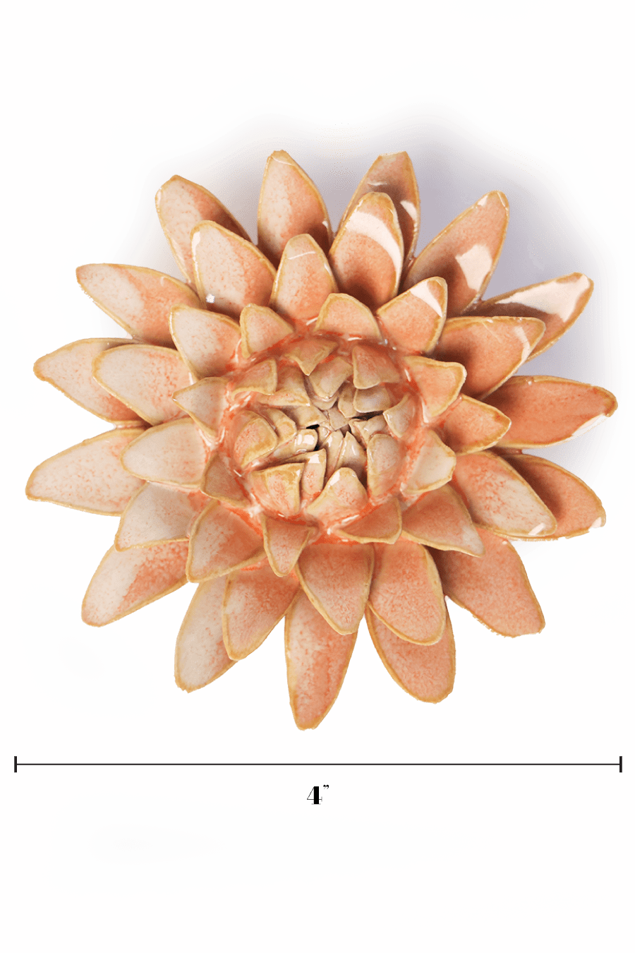 Peach Pink Strawflower - Chive UK