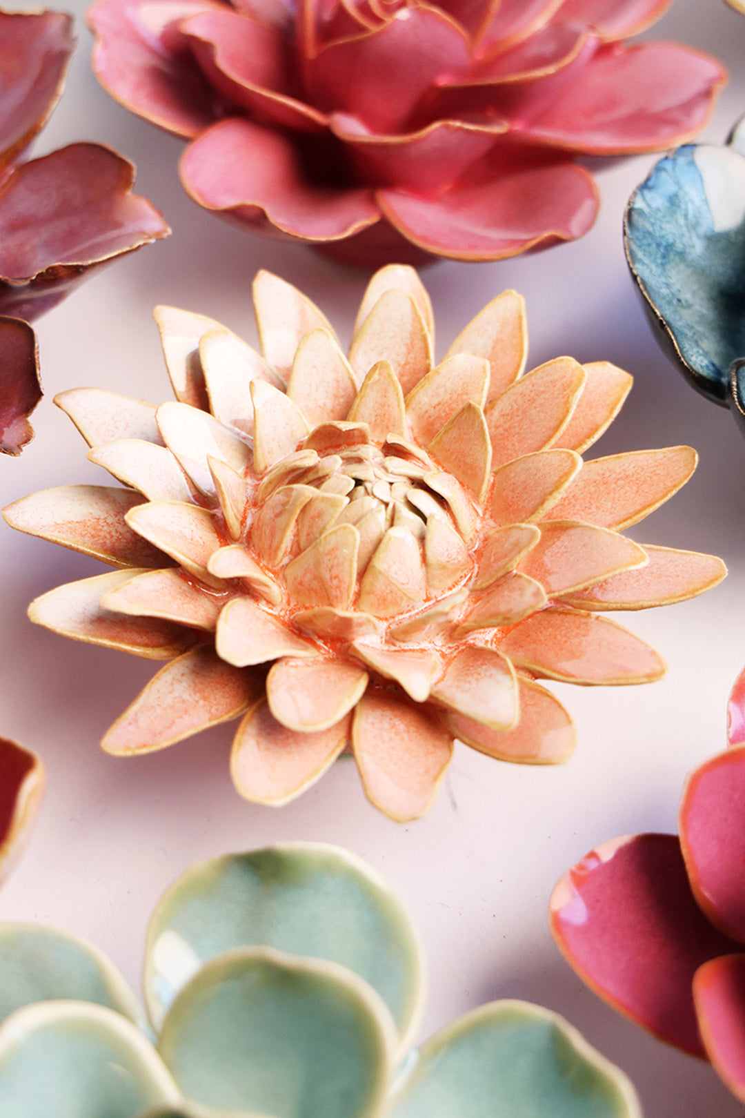 Peach Pink Strawflower - Chive UK