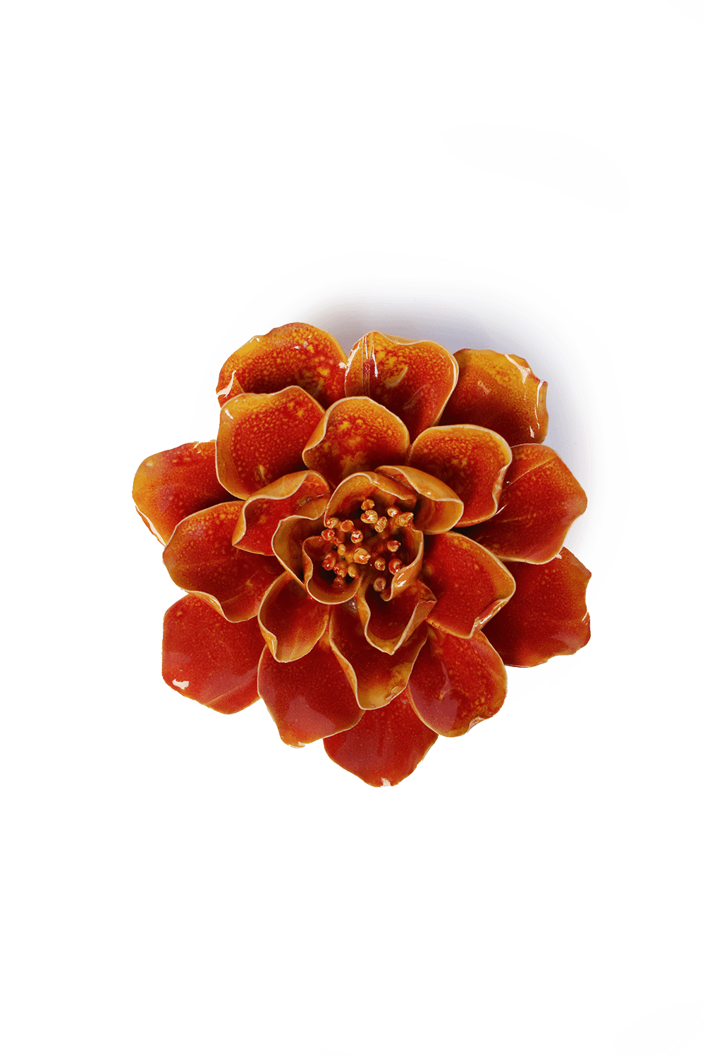 Orange Yellow Coreopsis - Chive UK