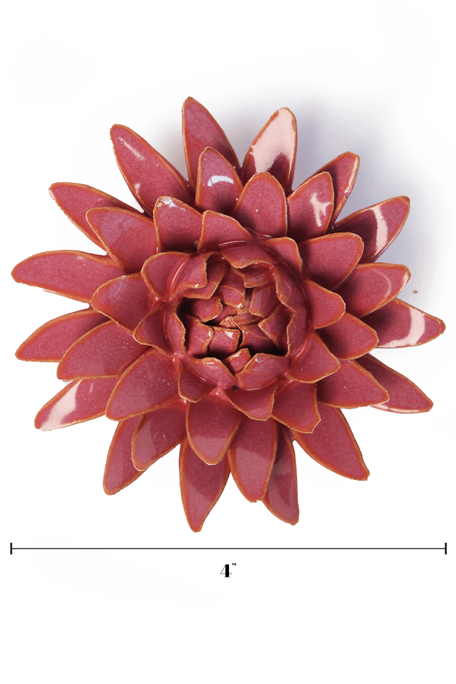 Blush Pink Strawflower - Chive UK