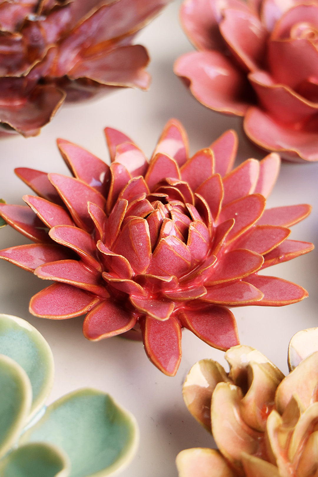 Blush Pink Strawflower - Chive UK
