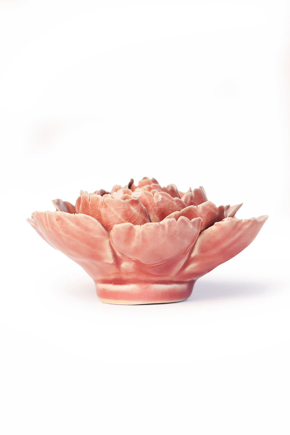 Champagne Pink English Rose - Chive UK