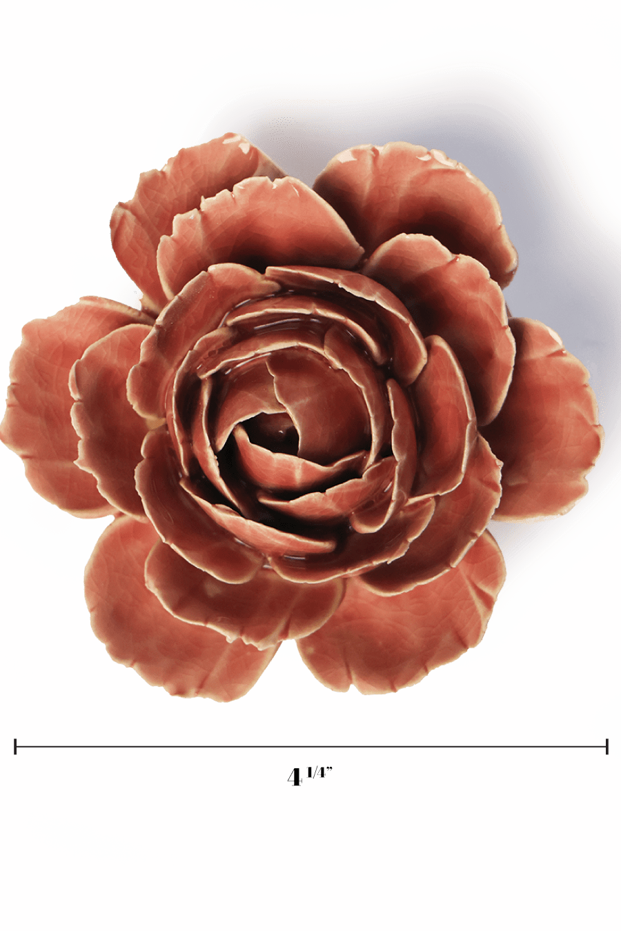 Champagne Pink English Rose - Chive UK