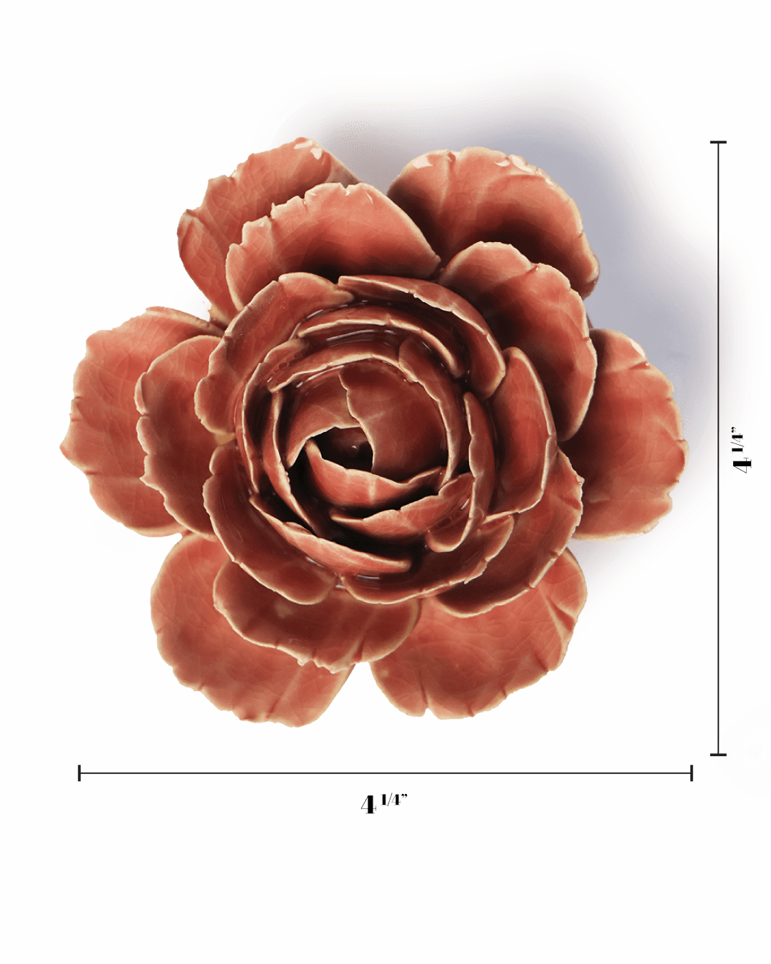 Champagne Pink English Rose - Chive UK