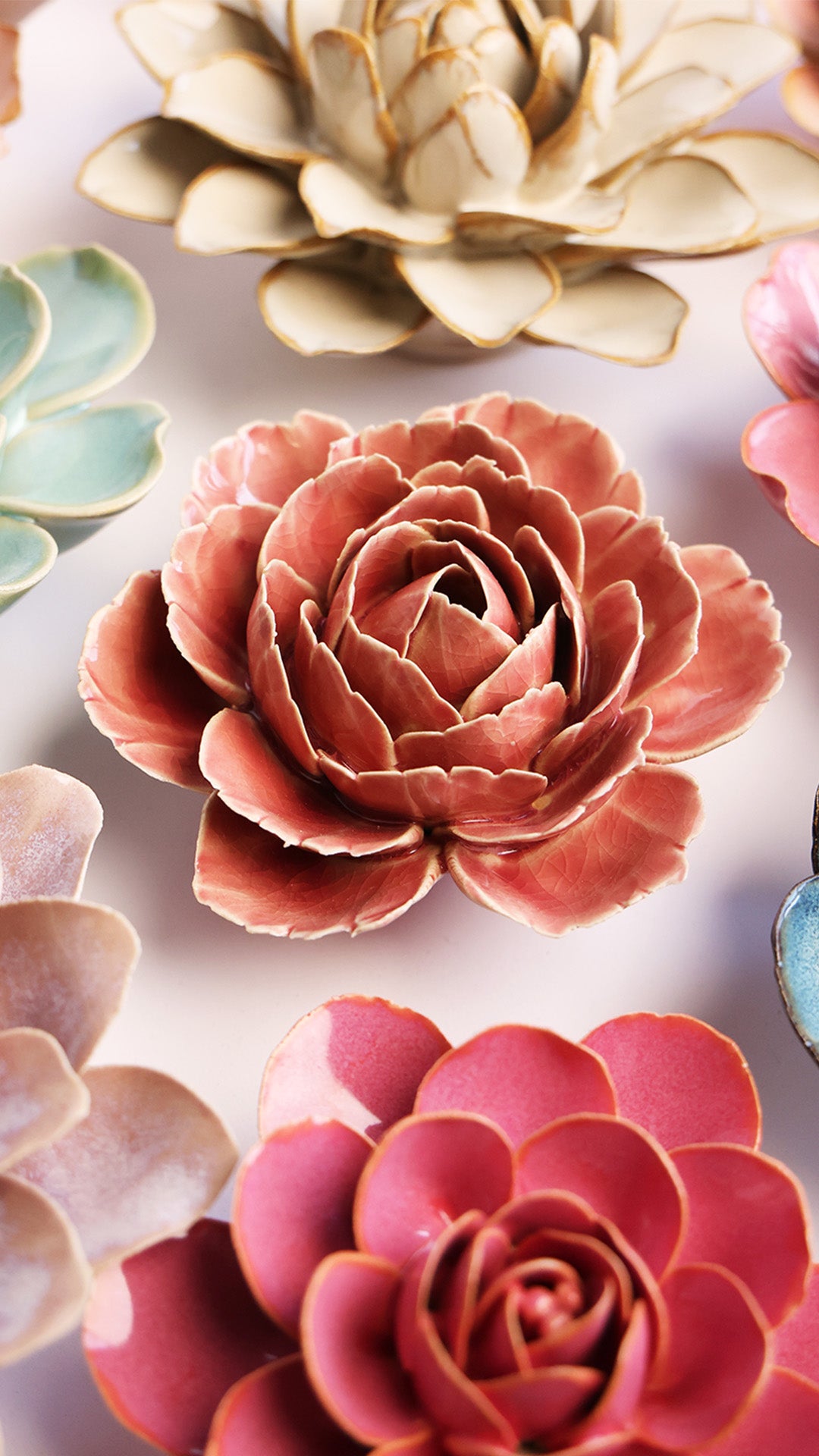 Champagne Pink English Rose - Chive UK