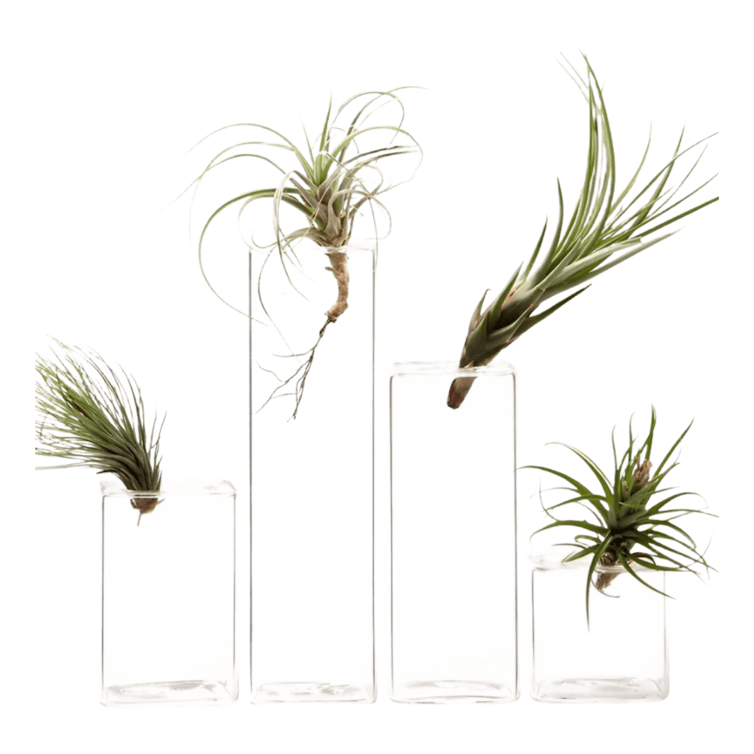 Cube Glass Modern Clear Flower Vase - Chive UK