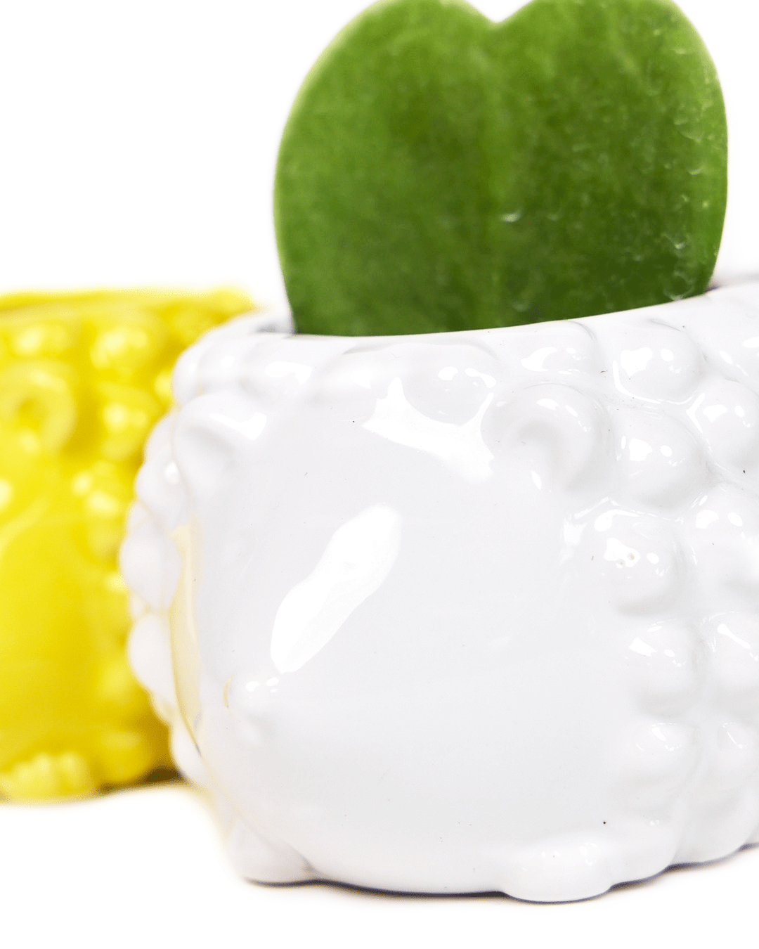 Hedgehog Ceramic Indoor Plant Pot For Succulents - Chive UK