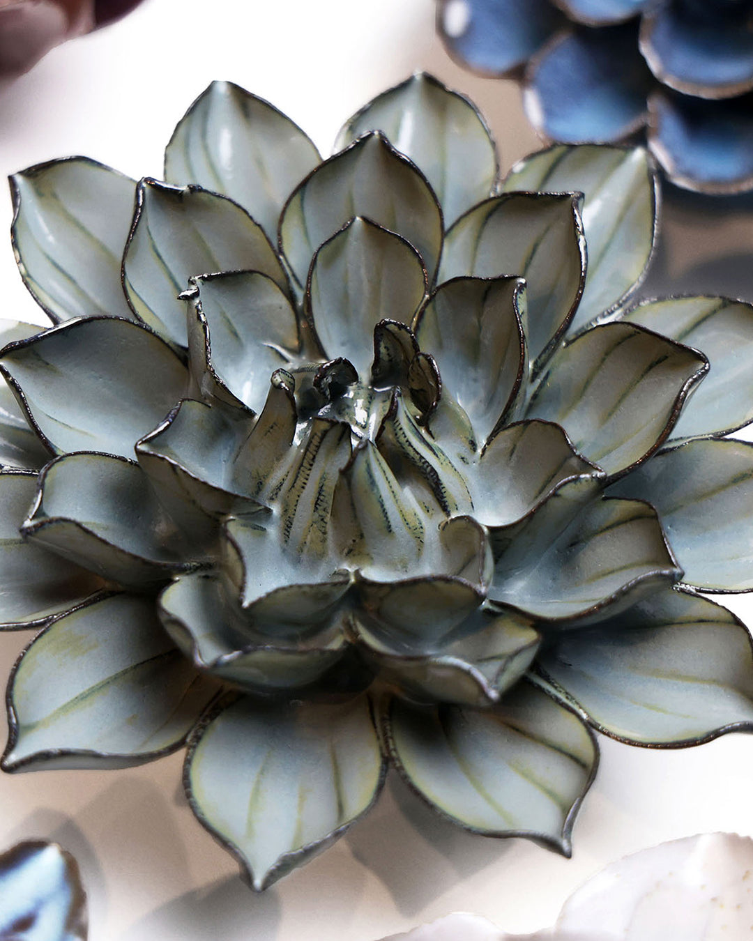 Grey Green Monch Aster - Chive UK