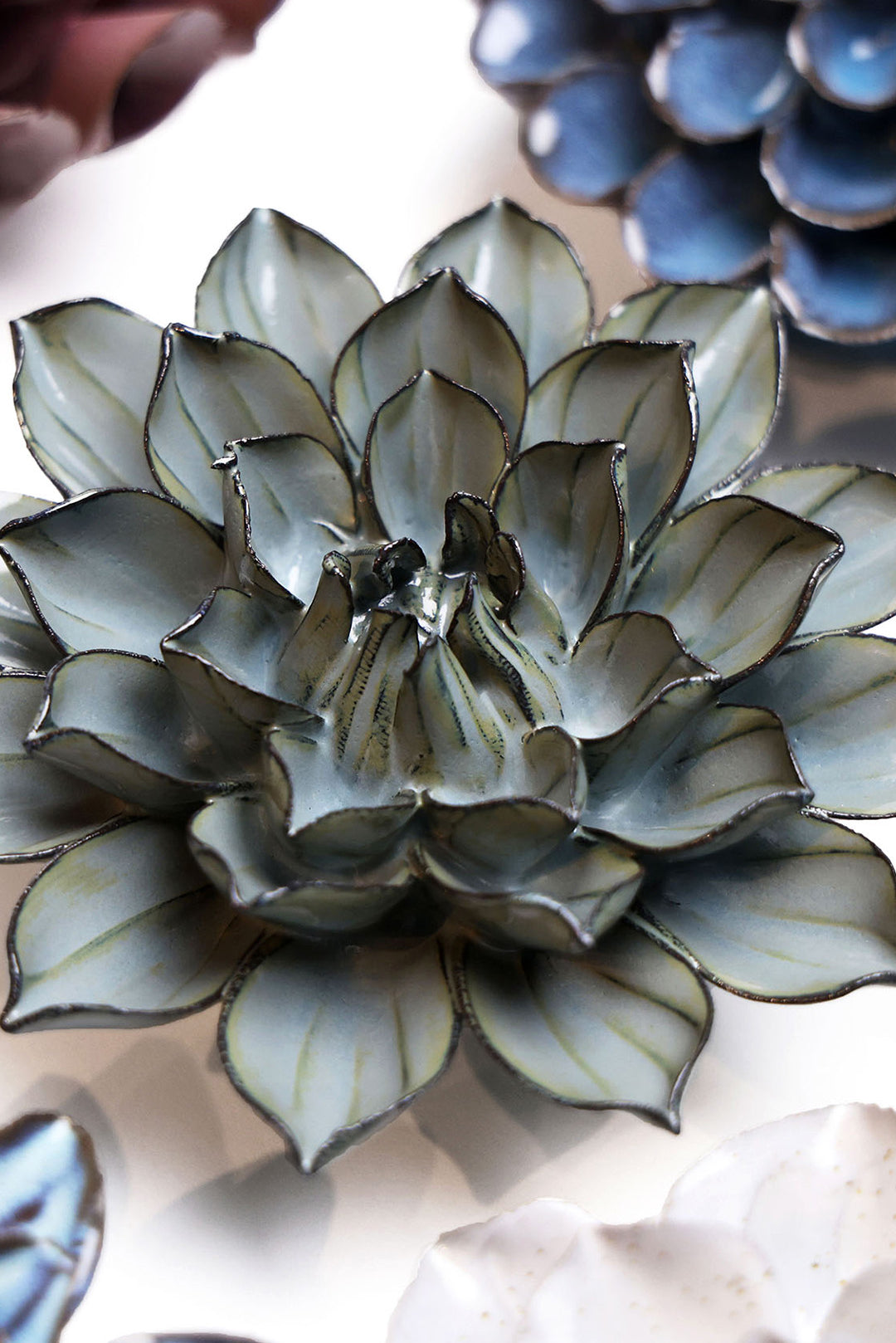 Grey Green Monch Aster - Chive UK