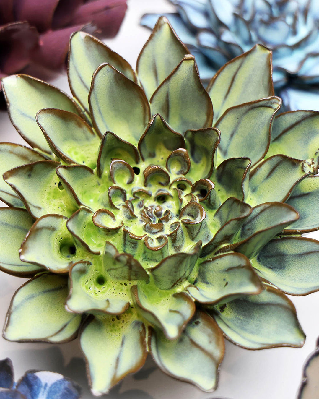 Pear Green Calico Aster - Chive UK