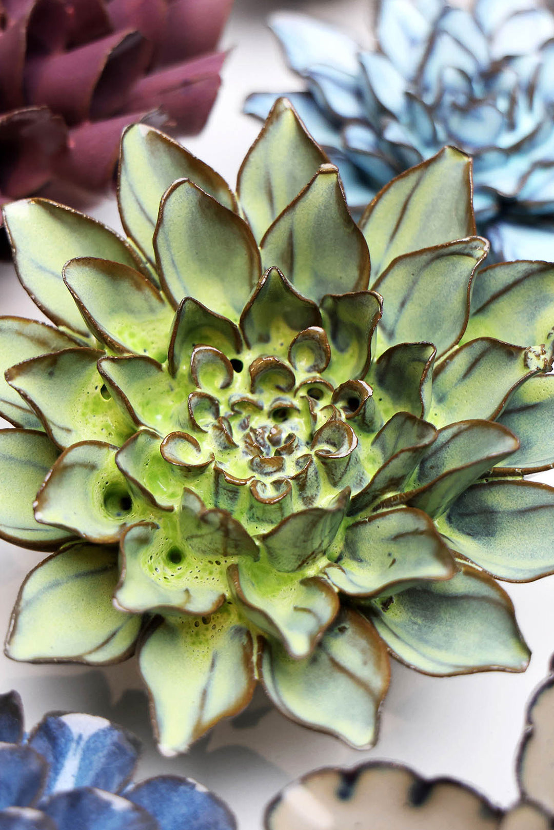 Pear Green Calico Aster - Chive UK