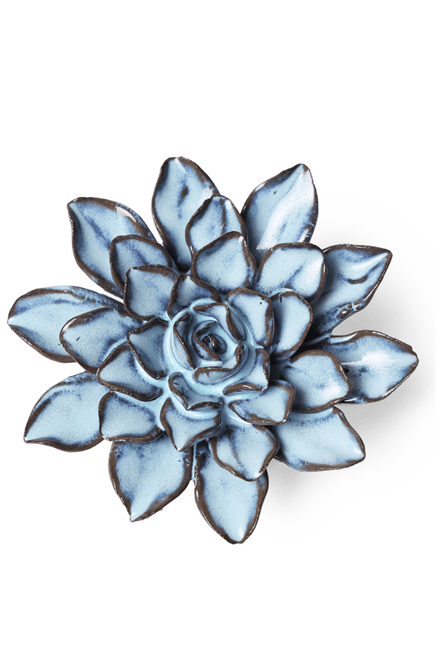 Seasonal Blue Alpine Aster - Chive UK