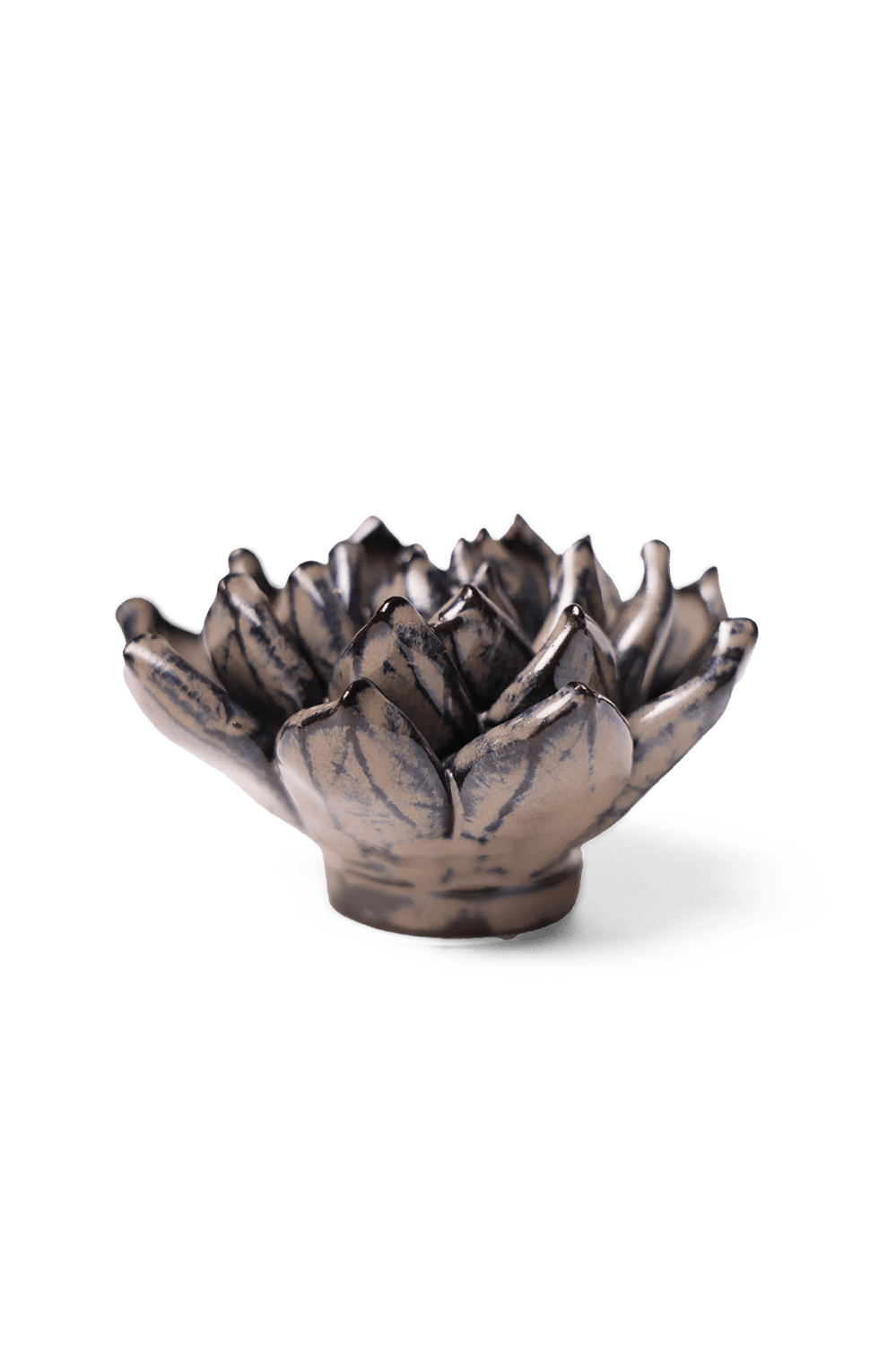 Latte Lola Echeveria - Chive UK