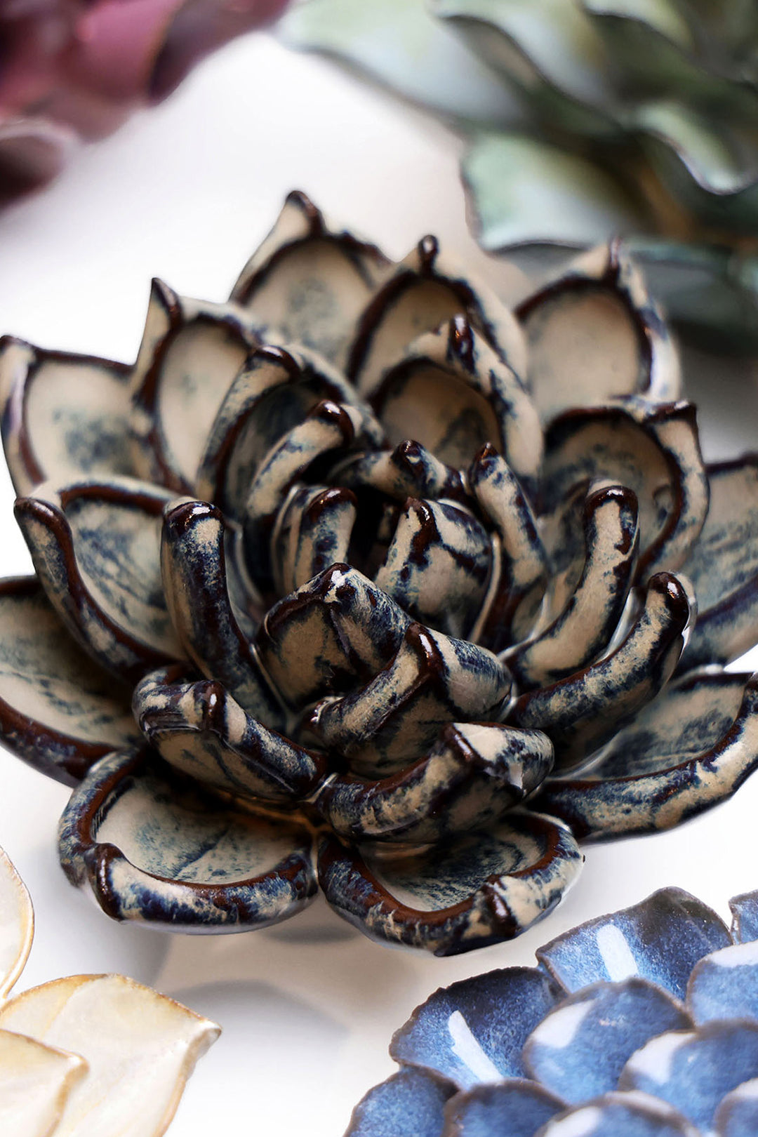 Latte Lola Echeveria - Chive UK