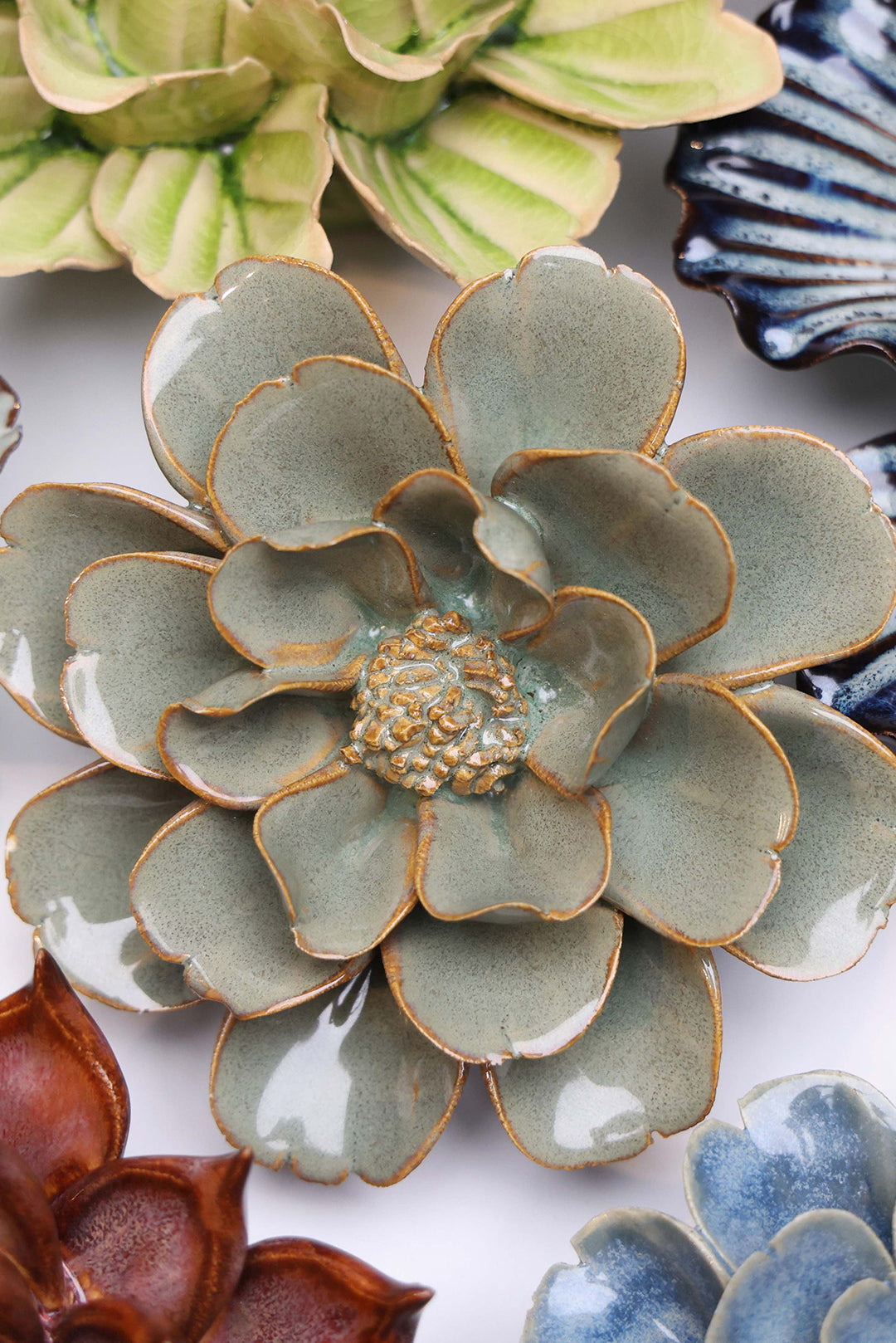 Moss Grey Oxeye Daisy - Chive UK