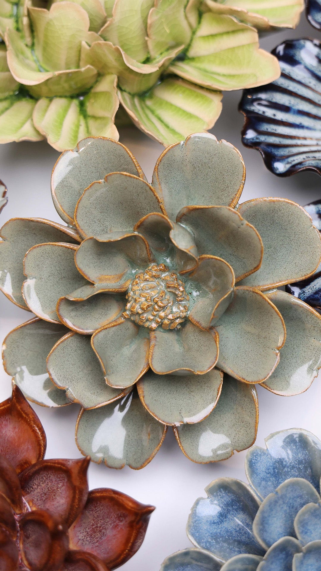 Moss Grey Oxeye Daisy - Chive UK