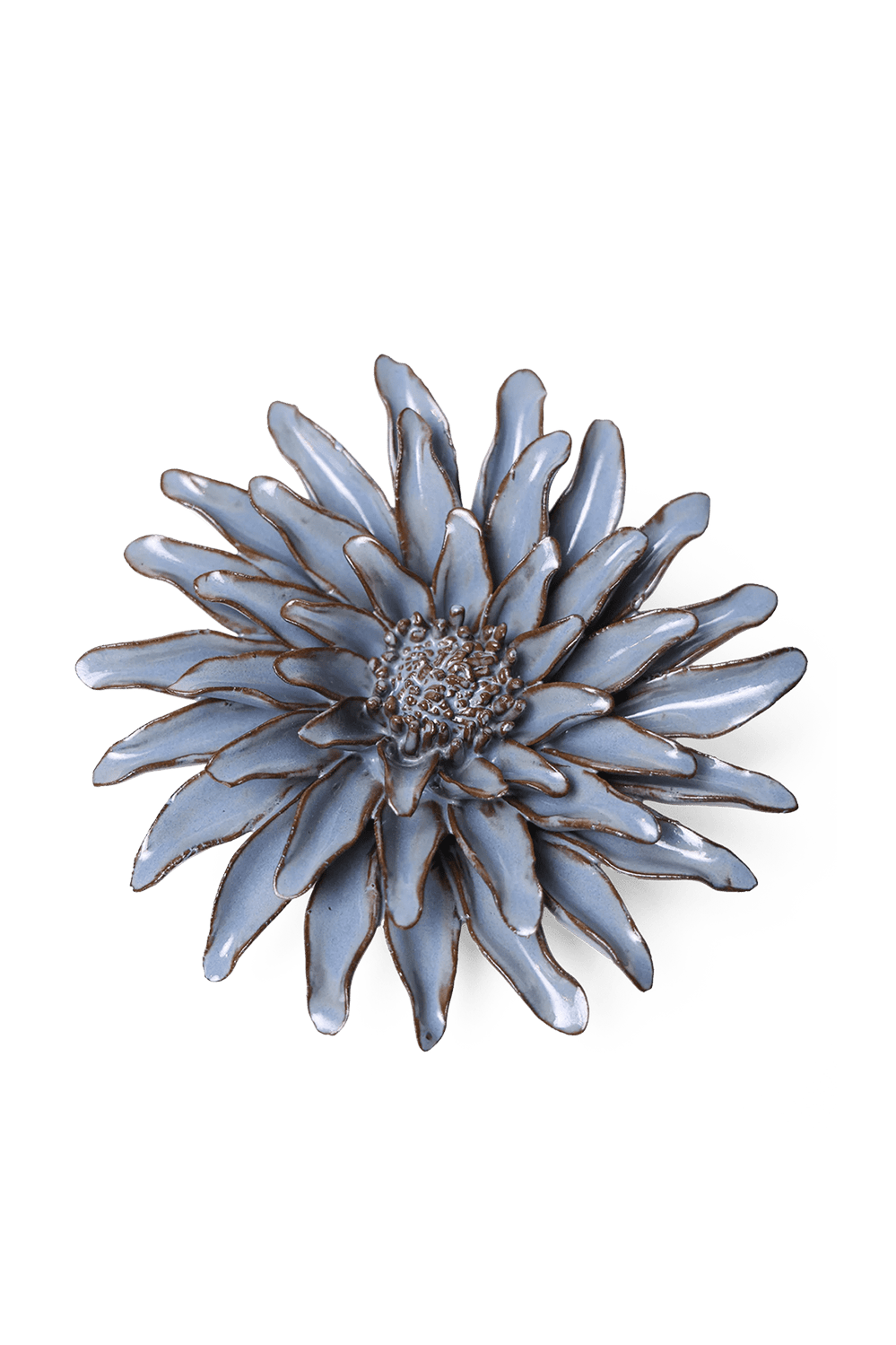 Blue Grey Gerbera Daisy - Chive UK