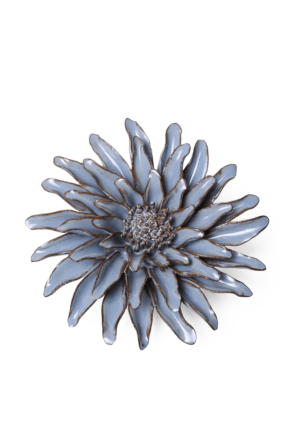 Blue Grey Gerbera Daisy - Chive UK