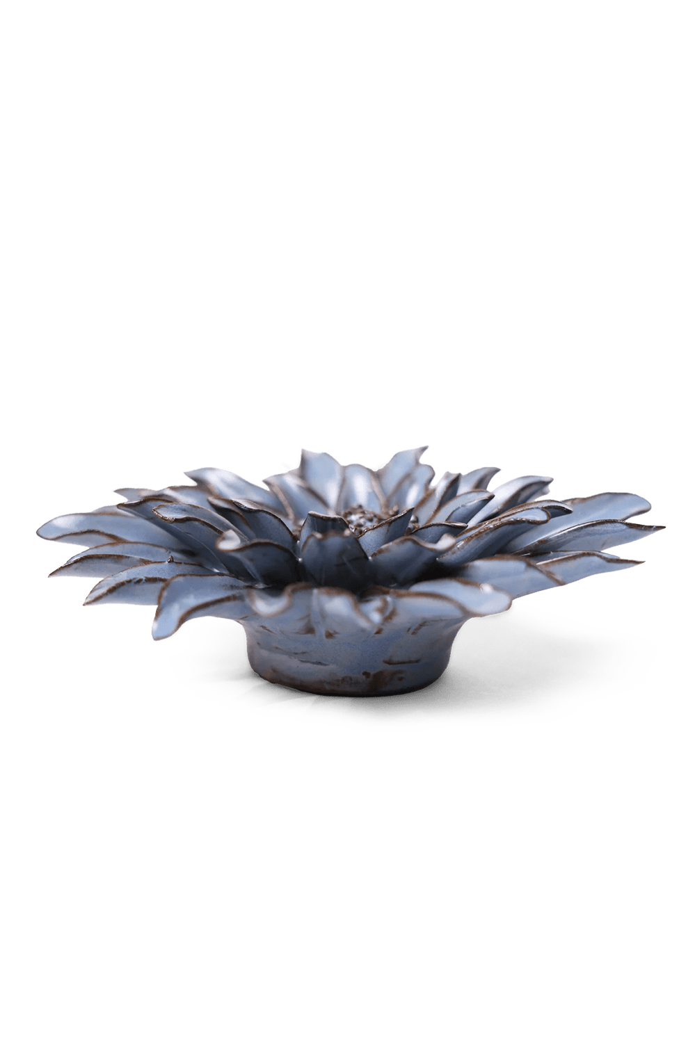 Blue Grey Gerbera Daisy - Chive UK