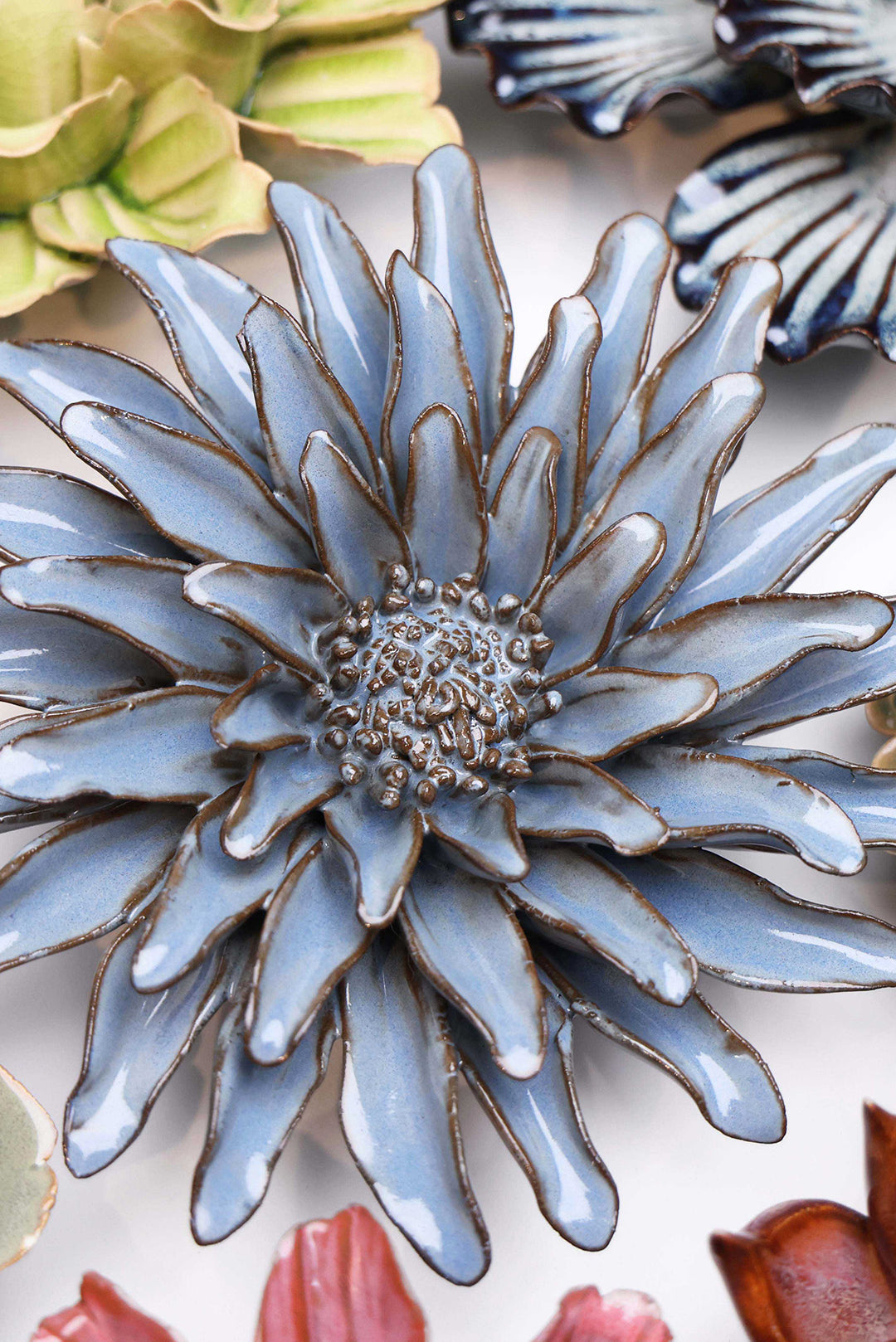 Blue Grey Gerbera Daisy - Chive UK