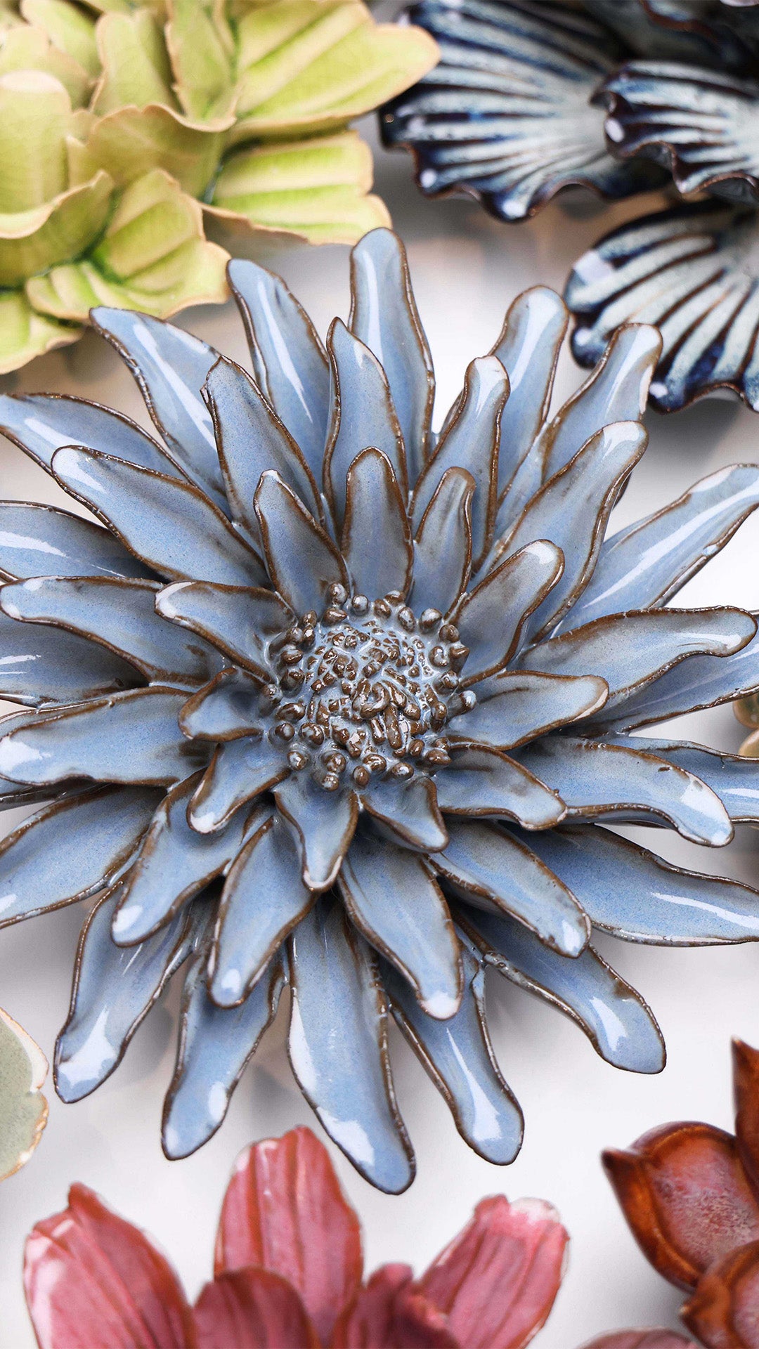 Blue Grey Gerbera Daisy - Chive UK