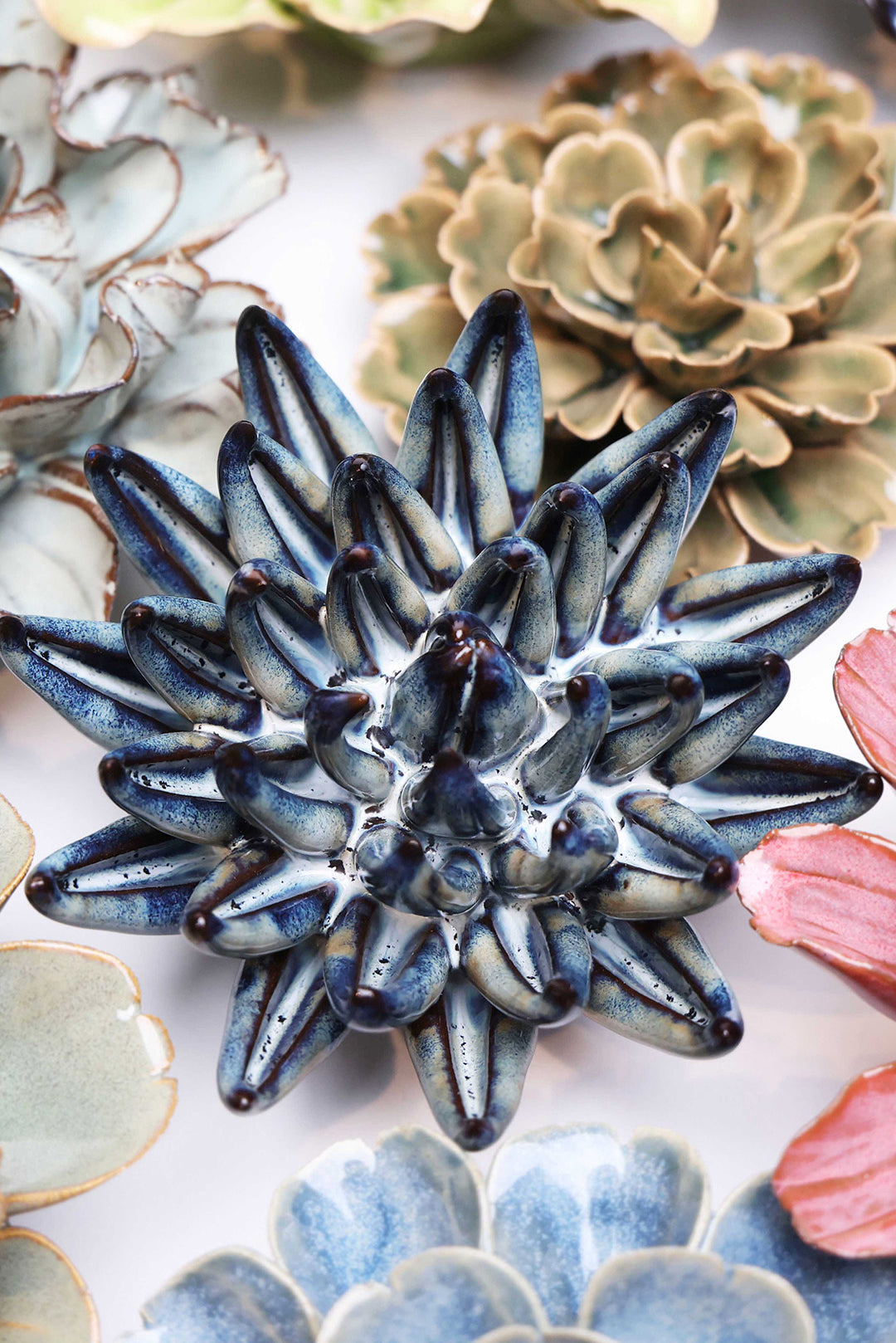 Navy Blue Chalksticks Succulent - Chive UK