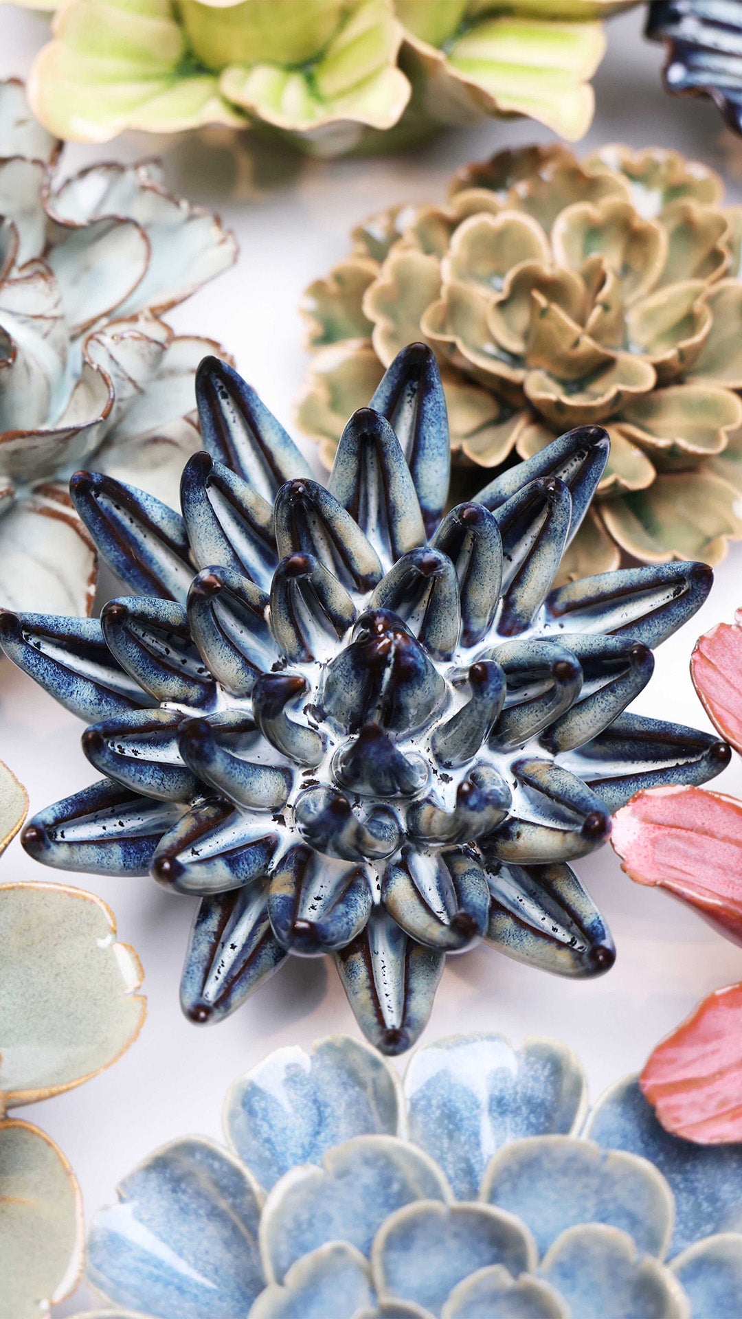 Navy Blue Chalksticks Succulent - Chive UK