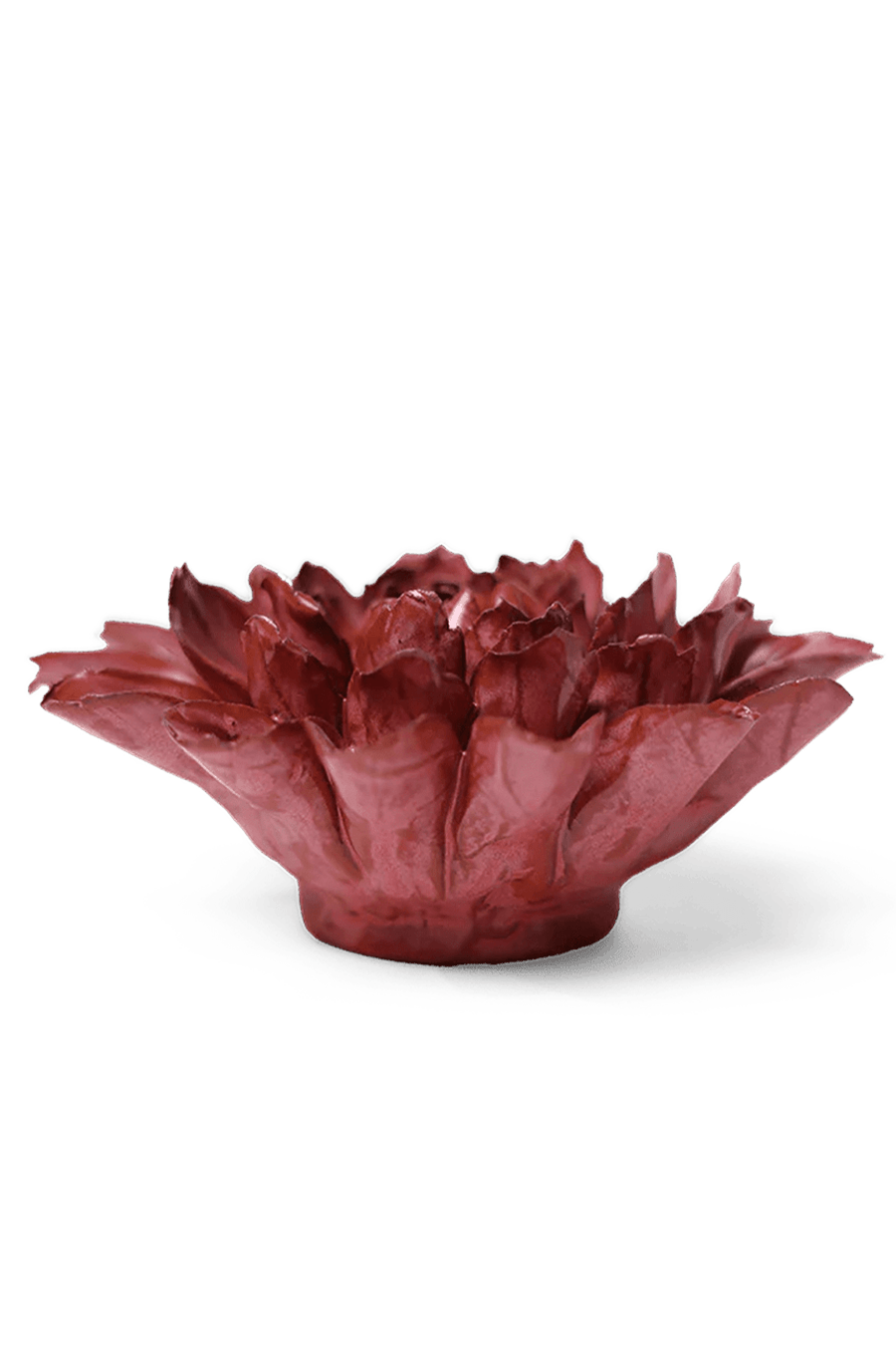 Blush Pink Star Dahlia - Chive UK