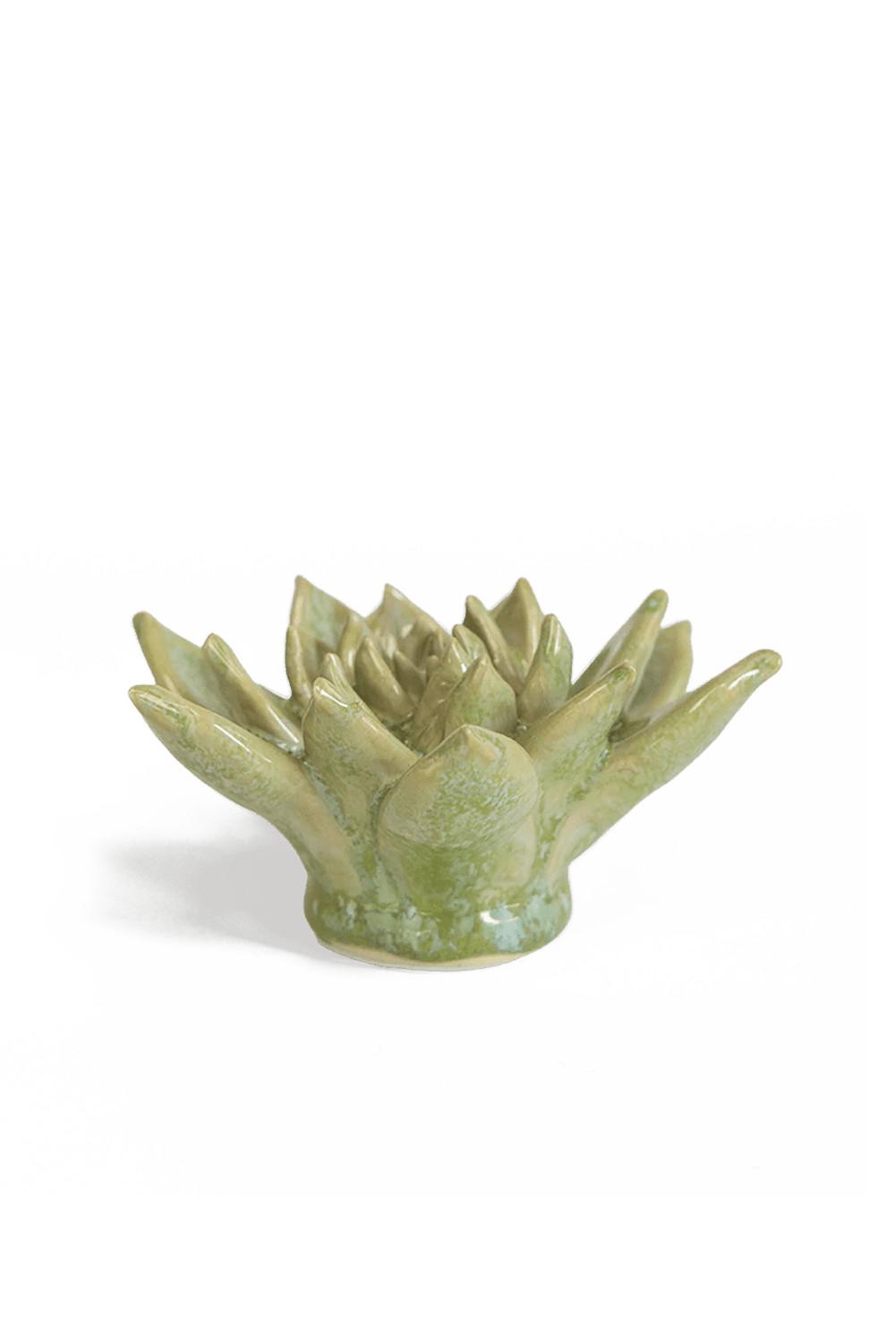 Pea Green Ghost Succulent - Chive UK