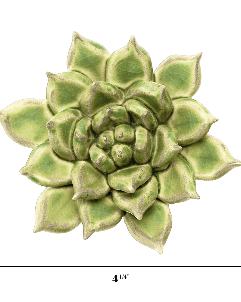 Pea Green Ghost Succulent - Chive UK