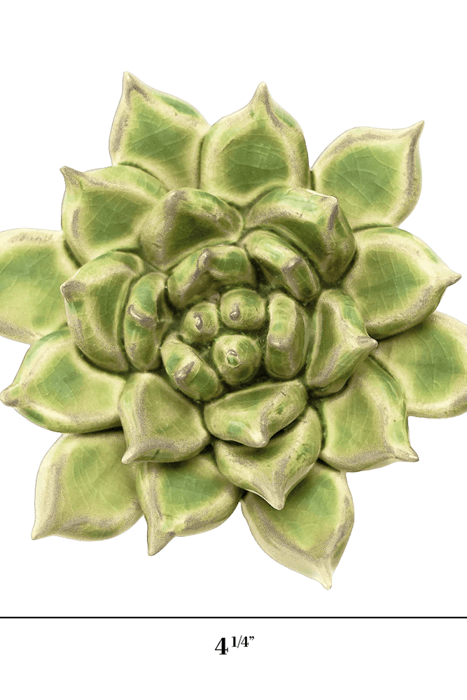 Pea Green Ghost Succulent - Chive UK