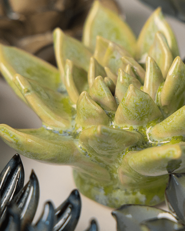 Pea Green Ghost Succulent - Chive UK