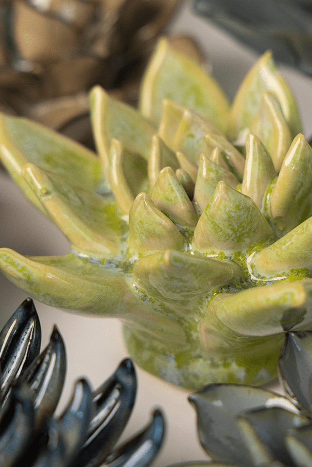 Pea Green Ghost Succulent - Chive UK