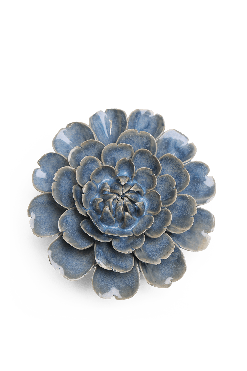 Fancy Blue Fiesta Marigold - Chive UK