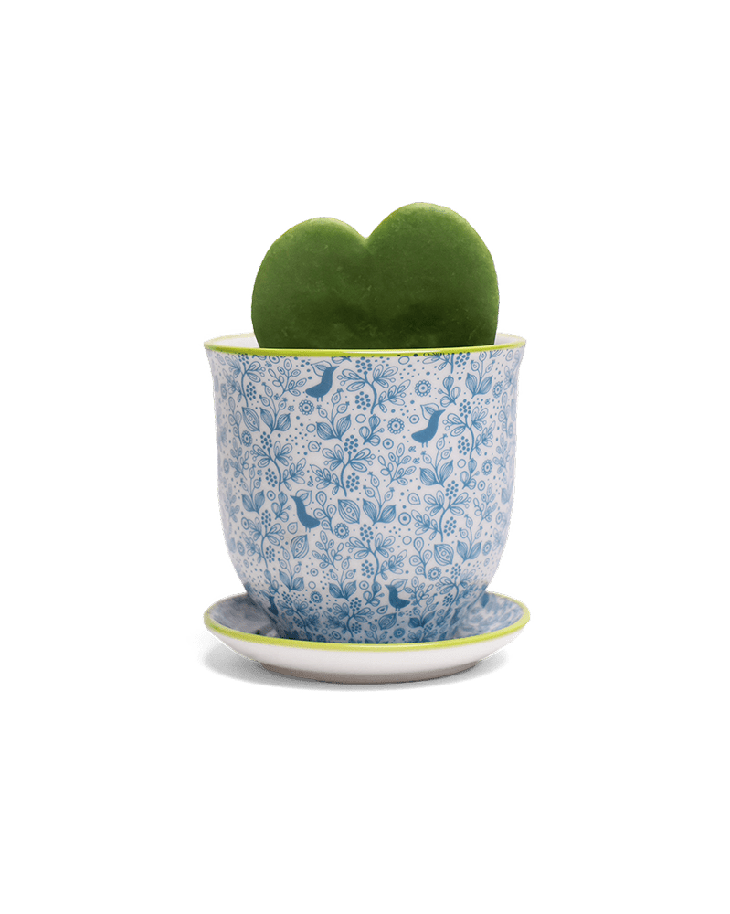 Liberte Porcelain Pot And Saucer Set With Drainage - Chive UK