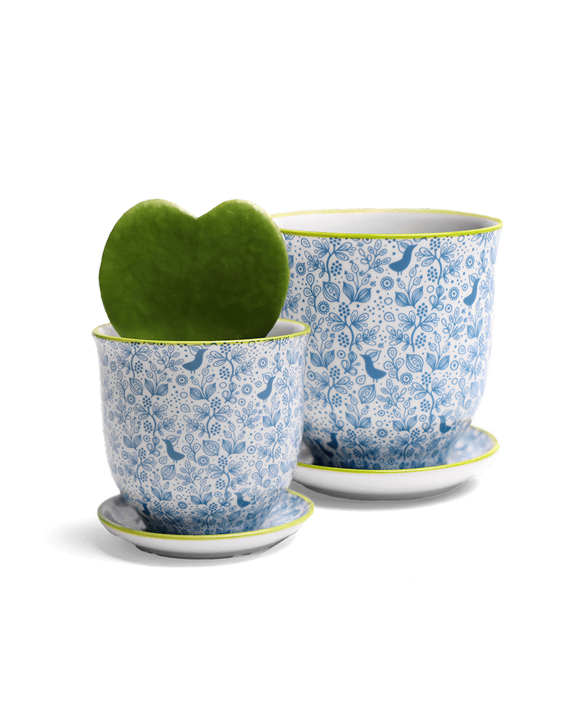 Liberte Porcelain Pot And Saucer Set With Drainage - Chive UK