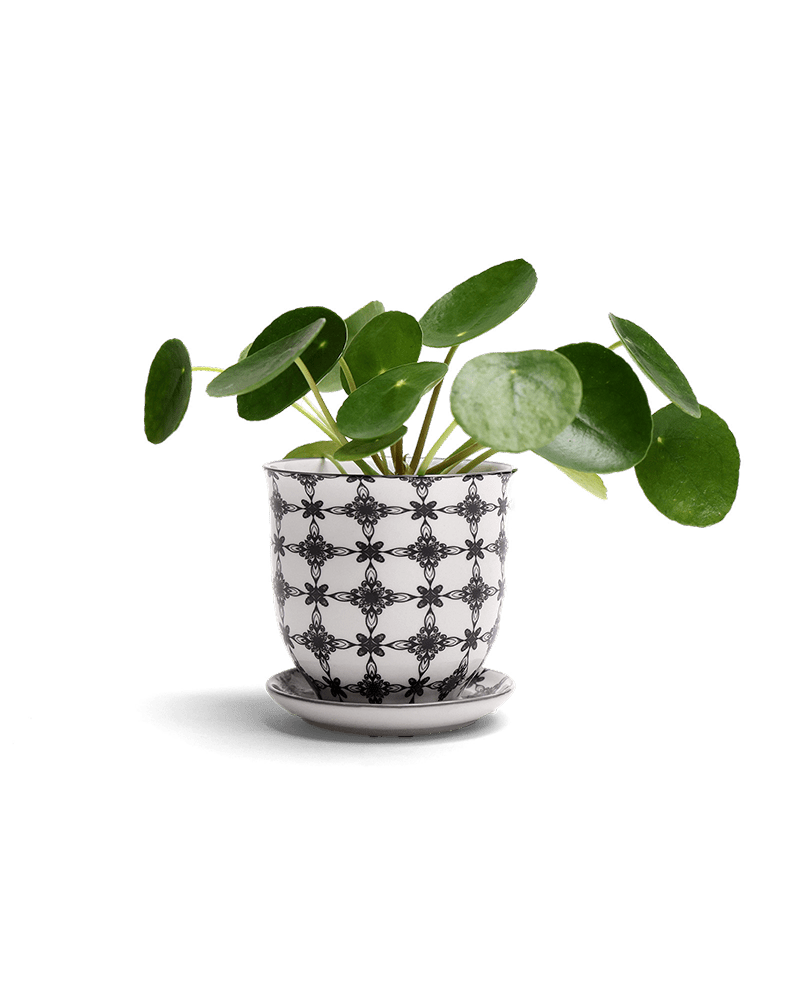 Liberte Porcelain Pot And Saucer Set With Drainage - Chive UK