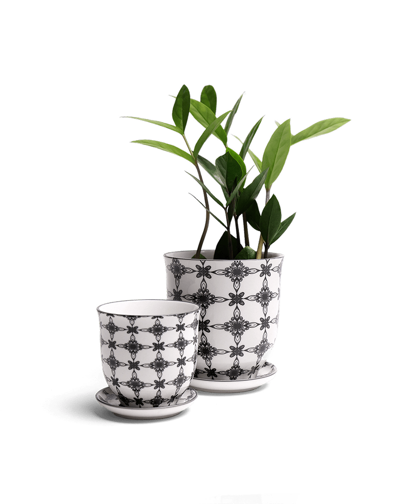 Liberte Porcelain Pot And Saucer Set With Drainage - Chive UK