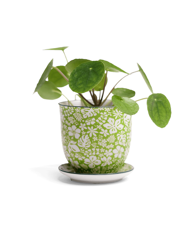 Liberte Porcelain Pot And Saucer Set With Drainage - Chive UK